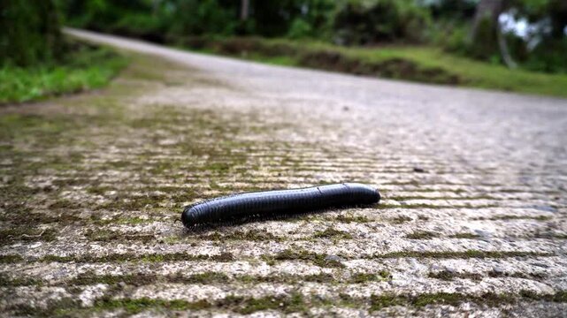 Black big centipede Myriapoda with hard shell crossing concrete road in tropical mountains of Asia