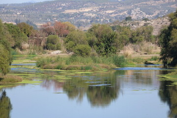 protected natural park wetlands with duckweed and reflections