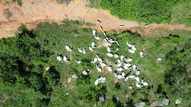 Aerial view of white cattle grazing on the vibrant green fields of Shere Hills, contrasting against the reddish soil path, Shere Hills, Plateau, Nigeria.