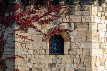 Arched medieval window with iron grid framed by red ivy vines on an old stone wall, illuminated by autumn sunlight.