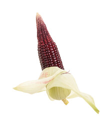Purple Corn Isolated on White Background with Clipping Path