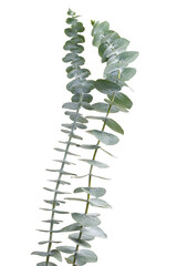 Eucalyptus pulverulenta, Florist Silver Dollar, Baby blue Eucalyptus branches isolated on white background, with clipping path