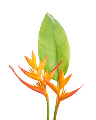 Heliconia psittacorum flower, Tropical orange flower isolated on white background, with clipping path