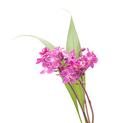 Pink Orchid Flowers with Tropical Green Leaves Isolated on White Background with Clipping Path