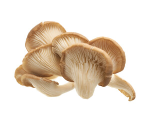 Oyster Mushrooms Isolated on White Background with Clipping Pathv