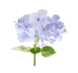 Blue Hydrangea Flowers Isolated on White Background with Clipping Path