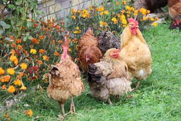 Group of chickens with rooster in garden outdoors