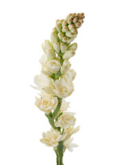 Tuberose flowers, Polianthes tuberosa, Agave amica, White flowers isolated on white background with clipping path