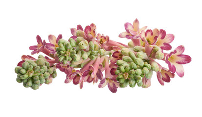 Tuberose Flowers in Bloom Isolated on White Background with Clipping Path