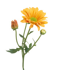 Orange Chrysanthemum Flowers Isolated on White Background with Clipping Path