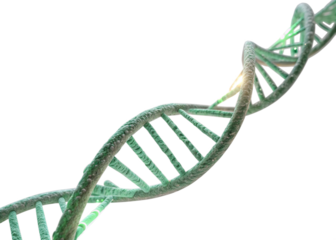 dna strand on white background