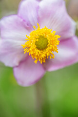Japanese Anemone closeup of stamens