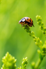 Ladybug on tip of plant