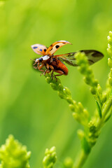 Ladybug insect prepares to take flight from plant