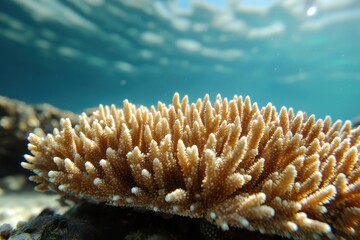 Underwater image of coral with intricate structures, showcasing marine life and clear blue water.