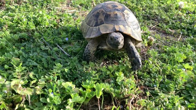 tortoise turtle slowly moving through the scene on green grass walking slow looking at camera old ancient endangered tropical wildlife animal