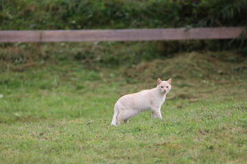 Obraz premium White Turkish Angora Cat with Heterochromia