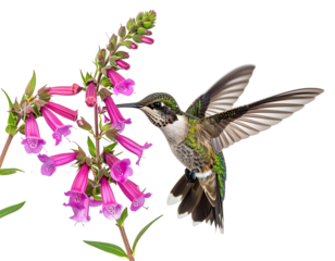  Anna's Hummingbird (Calypte Anna) Photo, in Flight, Feeding on Parry's penstemon (Penstemon parryi) Blooms, on a Transparent, Isolated PNG Background