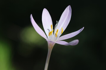 Naklejka premium Colchicum phyllypodium is commonly known as a type of autumn crocus or meadow saffron