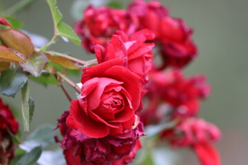 Blooming Red Roses with Green and Red Leaves