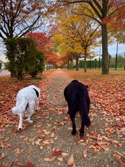 dogs walking in autumn