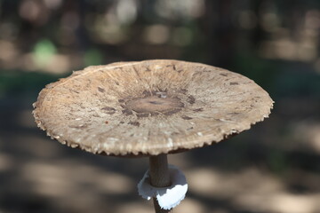 Large Umbrella-Shaped Mushroom in Woodland Habitat Parasol Mushroom (Macrolepiota procera) Growing on Forest Floor. 