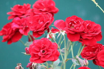 Floribunda Roses in Bloom with Vivid Red Petals