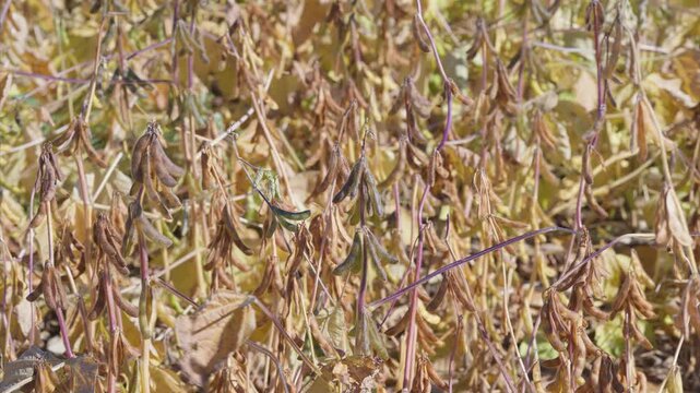 Dried Legumes in the Beautiful Autumn Landscape of the Rural Countryside and Soybean Fields