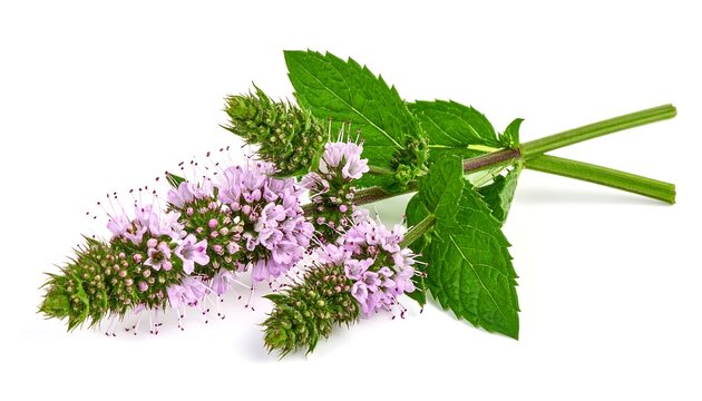 Close-up of a sprig of fragrant green mint leaves and delicate purple flowers