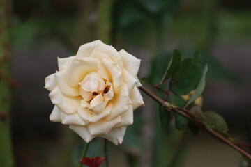 Fully opened yellow rose with soft petals