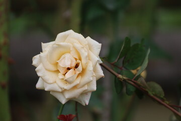 Bright yellow rose surrounded by green foliage