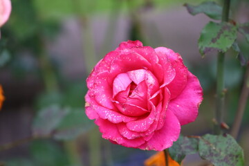Pink hybrid tea rose with water droplets