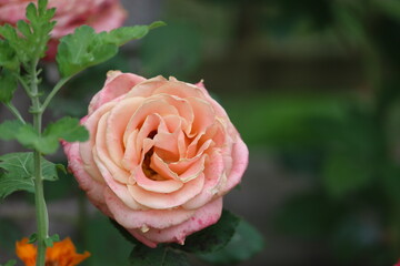 Centered pastel rose with blurred green background