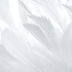 Close-up view of white feathers in soft focus, delicate and ethereal