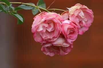 Pink Eden rose bouquet after autumn frost close-up