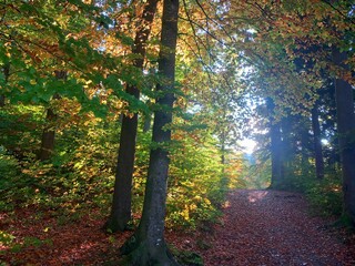 Herbstwald im Sonnenlicht