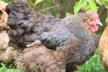 Orpington chicken standing in green grass outdoors