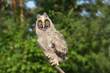 great horned owl