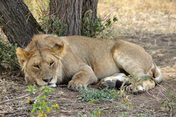 Africa, Tanzania, Segengeti, lion laying in tree shade