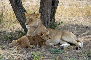 Africa, Tanzania, Segengeti, lion with its child in tree shade