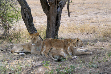 Africa, Tanzania, Segengeti, lion with its kids