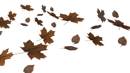 The Autumn Leaf  png image for Season or holiday concept 3d Rendering.