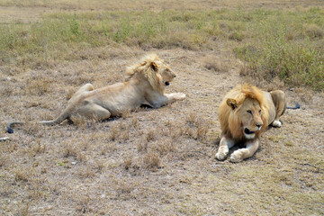 Africa, Tanzania, Segengeti, lions closeup
