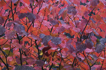 赤のトーンが美しい雨の日のマルバノキの紅葉