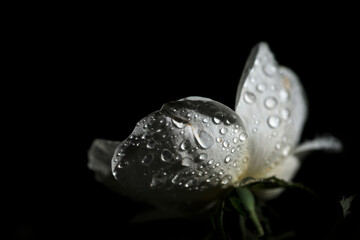 雨の中に咲く白い花のバラ