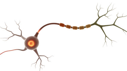 Dynamic neuron transmitting signals for brain function and neural activity