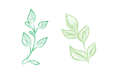 Fresh Green Leaf Drawing, Simple Nature Leaf Art, Minimal Botanical Greenery