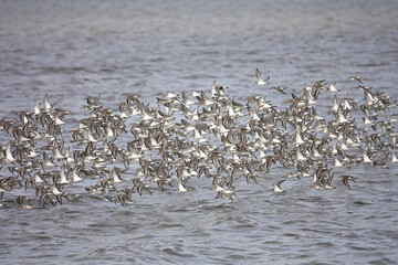 Hundreds of dunlin sandpiper sea birds in synchronized flight across a grey north sea