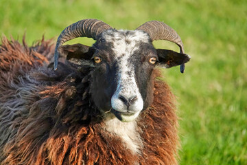 Head shot of brown and black woolly east friesian sheep with horns looking into camera