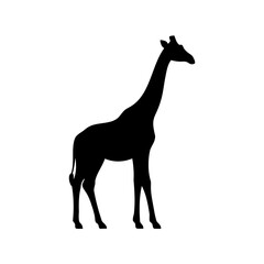 Elegant giraffe silhouette standing tall against a stark white background, illustration
